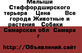Малыши Стаффордширского терьера  › Цена ­ 1 - Все города Животные и растения » Собаки   . Самарская обл.,Самара г.